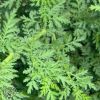 Artemisia Annua